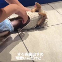 ゴロゴロ転がるのは…