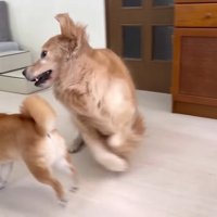 「持ってっちゃダメ～！！」