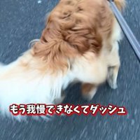 ピノくんとご夫婦の再会2