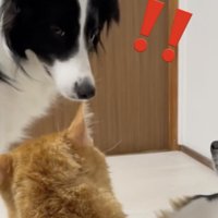 モモさんの華麗な二度見が炸裂