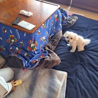 お寿司