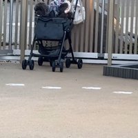 ドッグランでのジュプンちゃん6