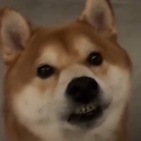 上の唇が歯にくっついて歯がむき出しになっている犬