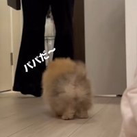 ドアが開いた瞬間に大喜び！