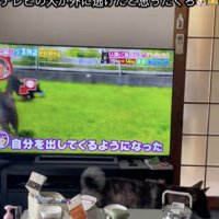 「やっぱり外にいるはず…」