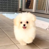 カメラに向かって笑顔で駆け寄る子犬