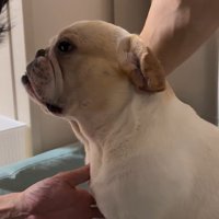 みやびちゃんの怒った顔