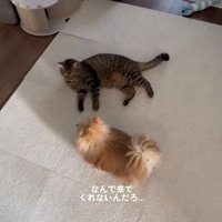 猫の正面で見つめる犬