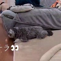 子どもみたいにチラ見♡