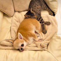 わんことにゃんこが一緒に♡