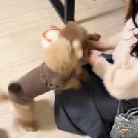 モコちゃんと飼い主さんの再会