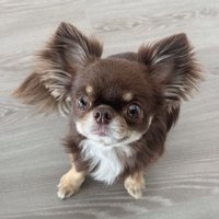 芝生の上を駆ける犬