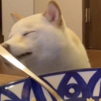 満足そうな犬
