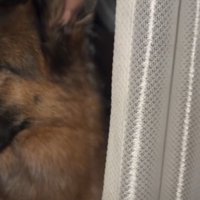 横を向く犬2
