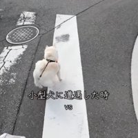 小型犬を見つけたベラちゃん