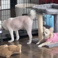 水を飲む犬を伏せて待つ犬