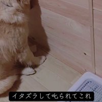 部屋の隅に座る子犬