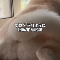 勢いよく回転する尻尾のアップ