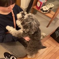 見つめる犬3