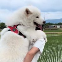おんぶしてもらう大型犬4