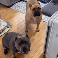 飼い主を見つめる二匹の中型犬