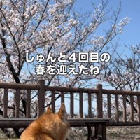 4回目の春を迎えた