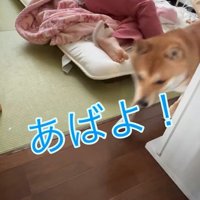 部屋から出て行ったかと思いきや…