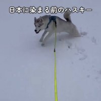雪原を駆け回る犬