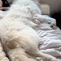 ベッドで熟睡する犬