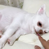 コハクくんの舌を掴んだら？4