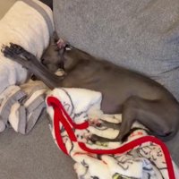 傍らで寝るTinaちゃん