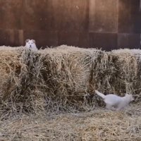正面を向くわんこ
