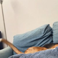 勢いよく振られている中型犬の尻尾