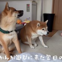 ひまりちゃんとゆきちくん