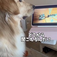 困惑する麹くん6