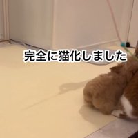 猫にぶつかるのえるちゃん