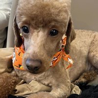 カメラを見る犬