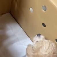 お父さんを見上げる子犬