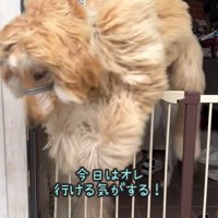 柵を乗り越えてしまう大型犬