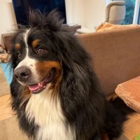 横目で見る犬