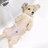 腹に水道のお湯がかかっている子犬