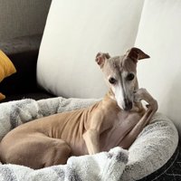 通常運転のこっちゃん