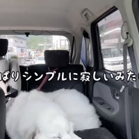 「ろのちゃん…」
