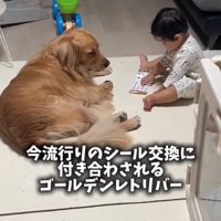 男の子を見守る大型犬