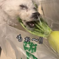 大根の葉を食べるおから君4