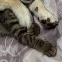 前脚が触れ合う犬と猫