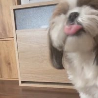 おやつ