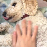 撫でてもらっている犬