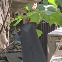 保護時の大型犬親子