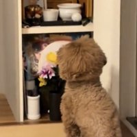 静かに仏壇を見つめる犬の後ろ姿